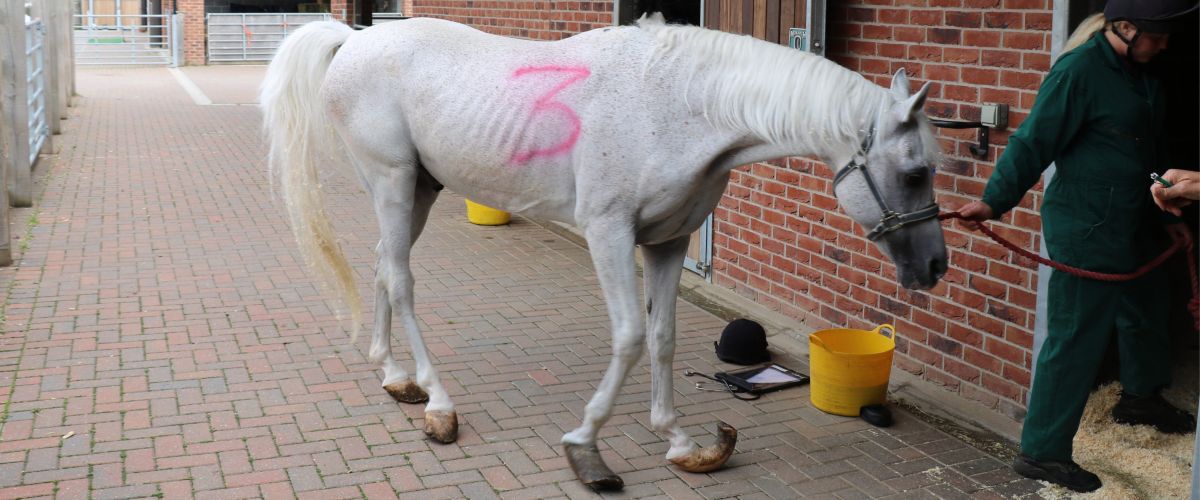 intake photo of an emaciated grey arab with severely overgrown hooves being led into a stable
