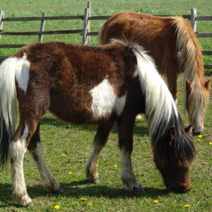 Phantom Grazing