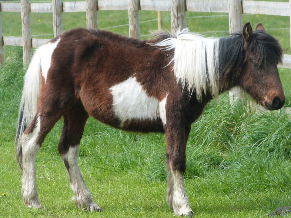 phantom as a young pony after being rescued