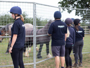 horses being rescued using a pen