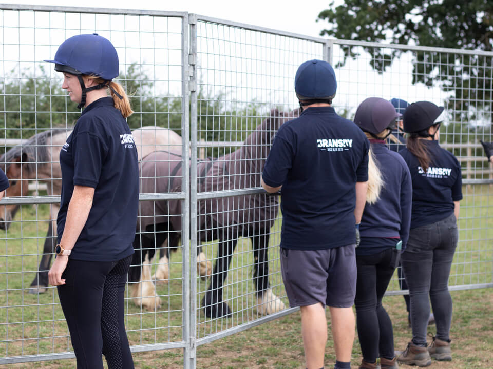 horses being rescued using a pen