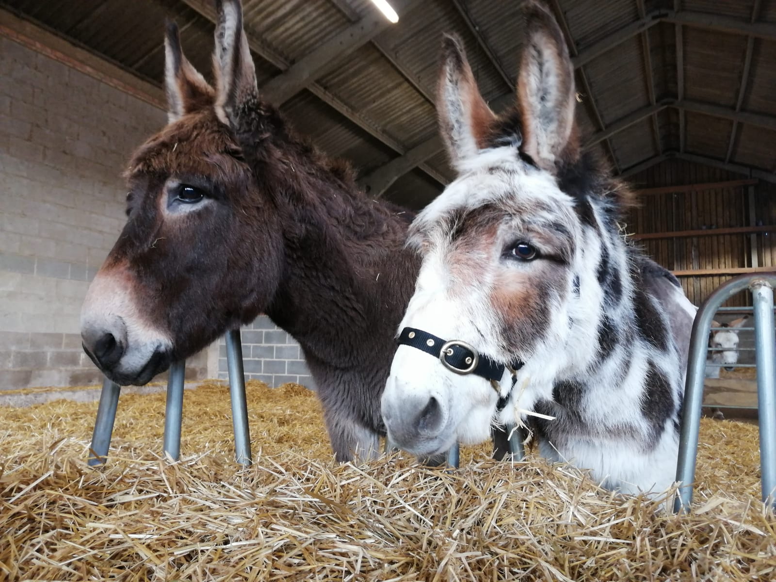 brown donkey stood next to a skewbald donkey in a large barn