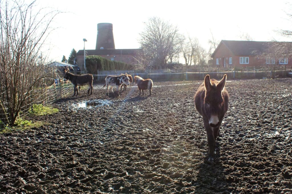 muddy feild