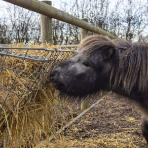 grey shetland pony eating hay