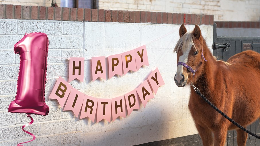 chestnut yearling stood in front of a happy birthday sign and a number 1 balloon
