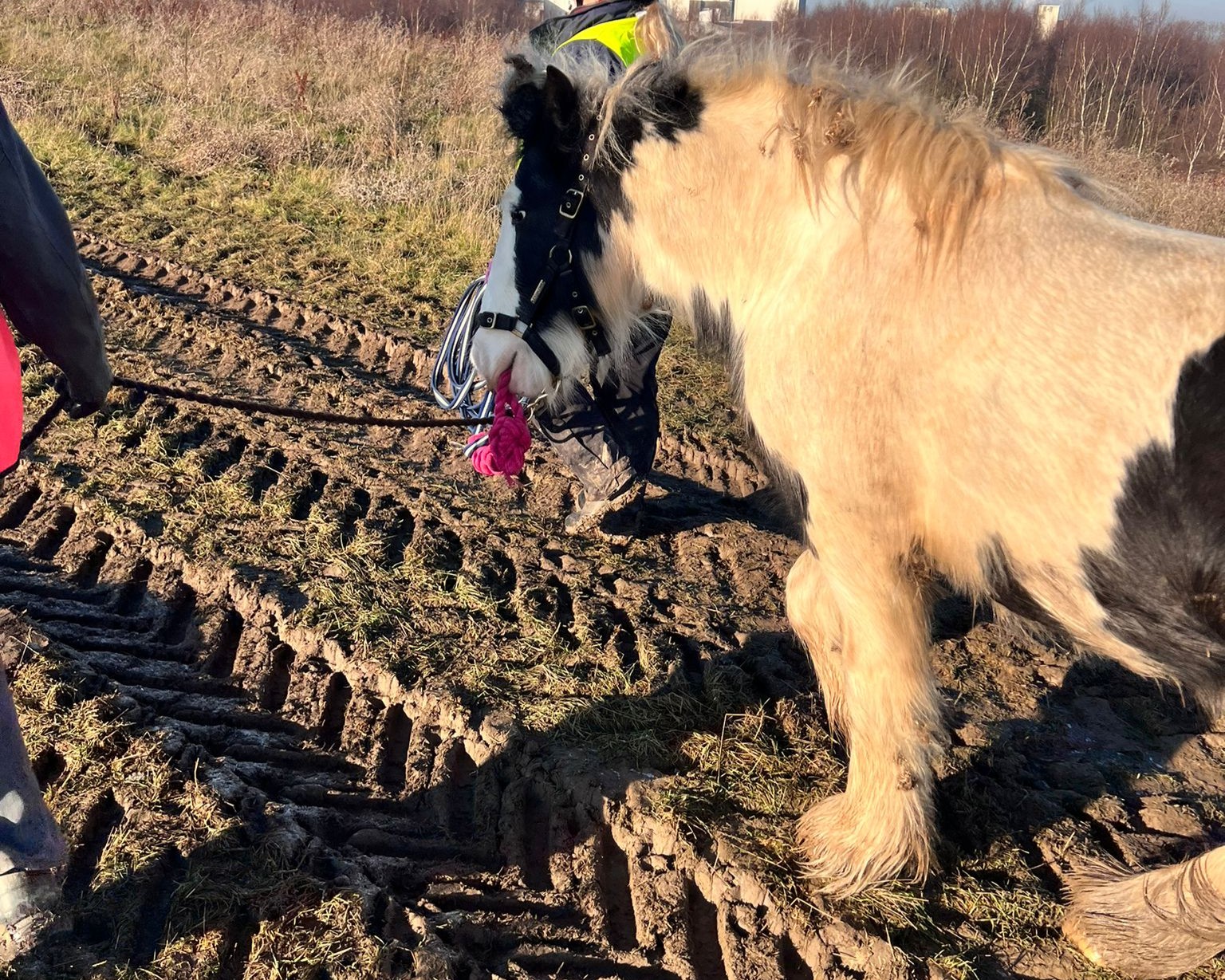 Piebald cob with a lead rope in his mouth being walked along a dirt track