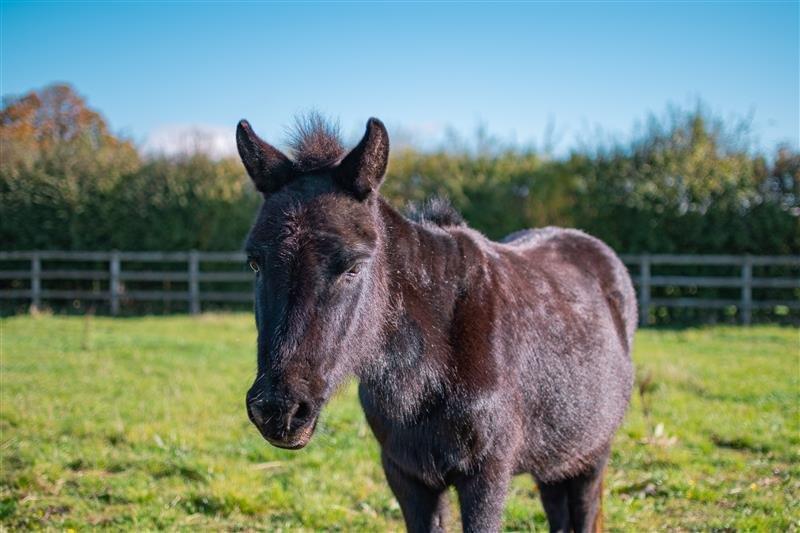 black mule stood in a field