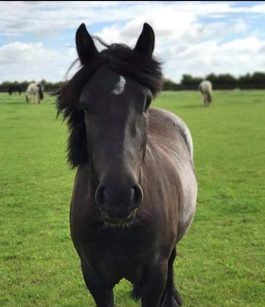 black pony with a small white mark on forehead stood in a grassy field, other horses are grazing in the background