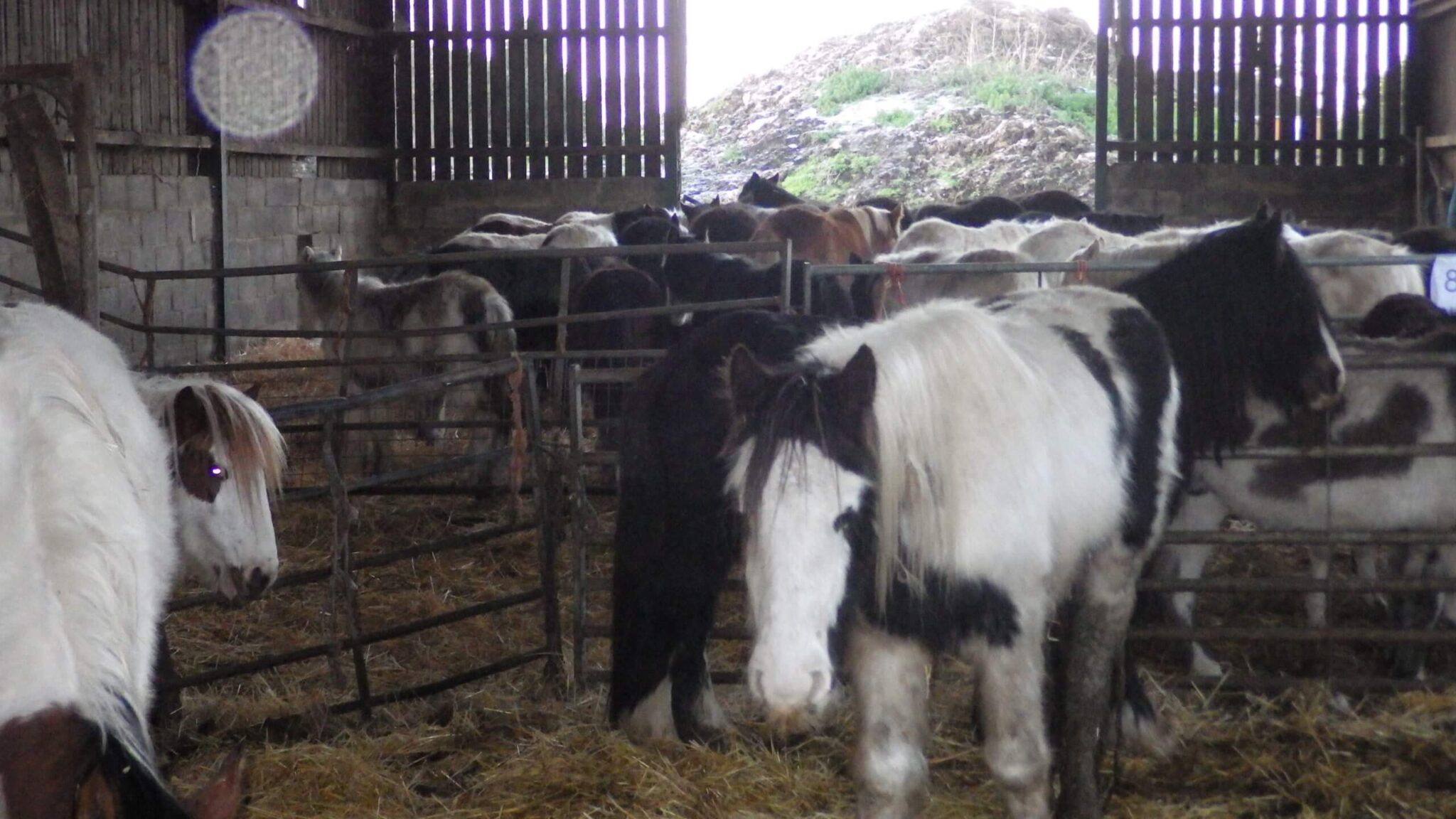 Surrey Farm Where Over 200 Animals Were Removed