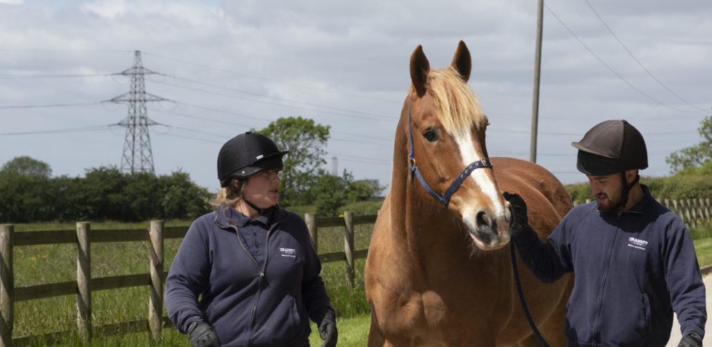 two members of staff walking either side of a chestnut horse down a path