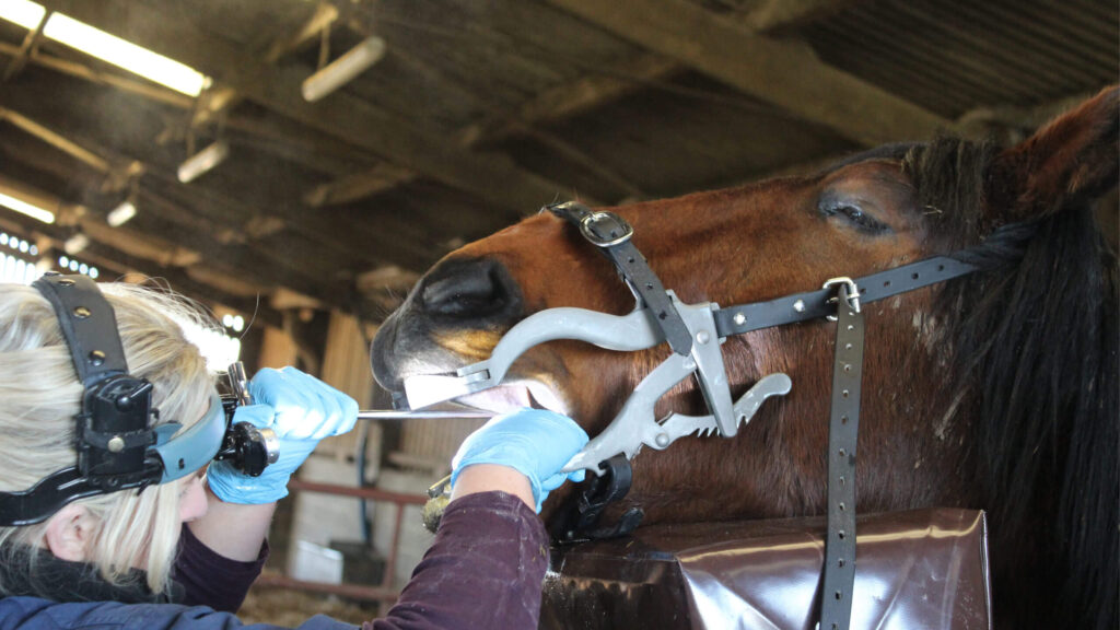Equine dentist assessing an equine's teeth