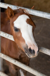 chestnut foal with her head poking through the fence rails