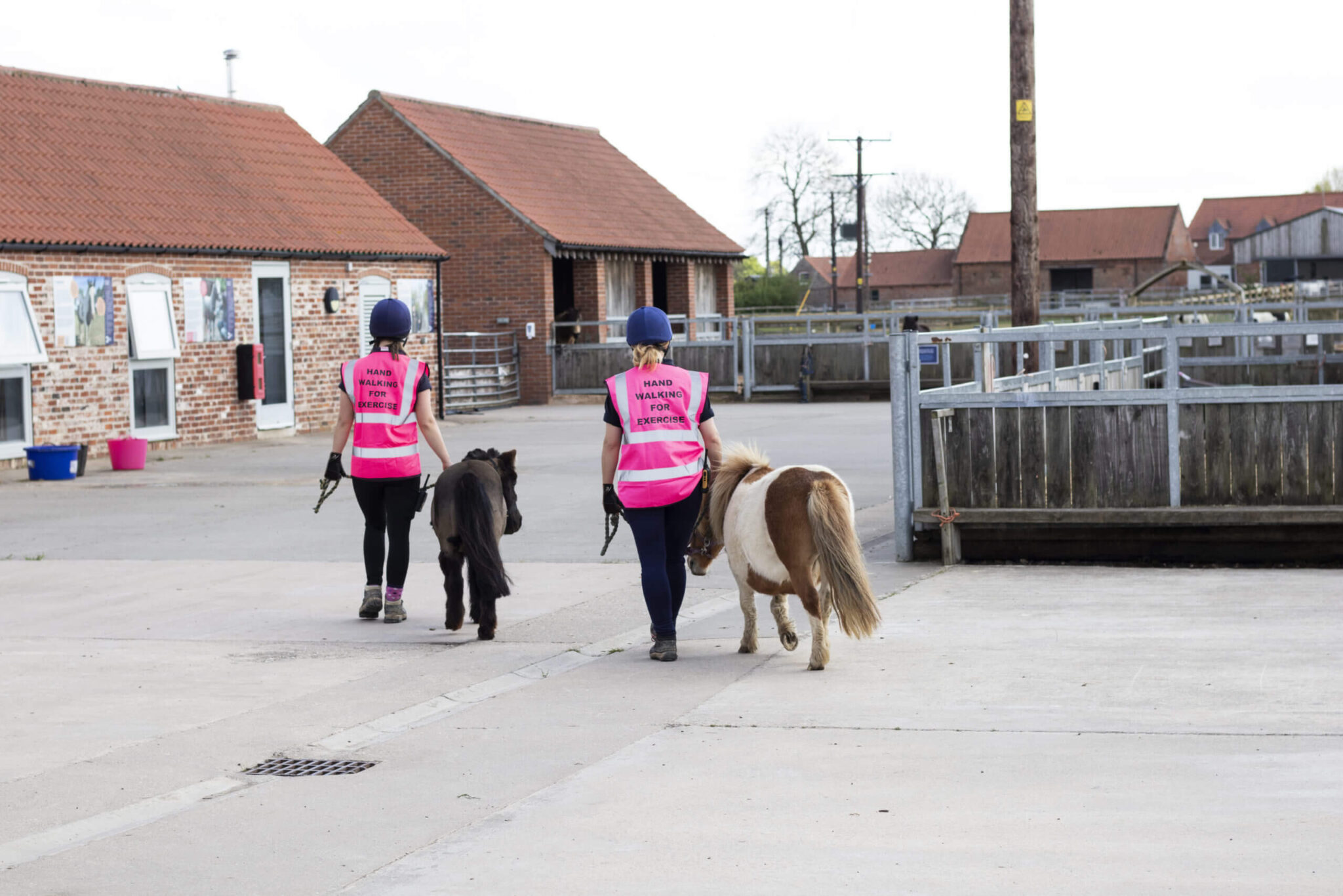 Ponies being walked