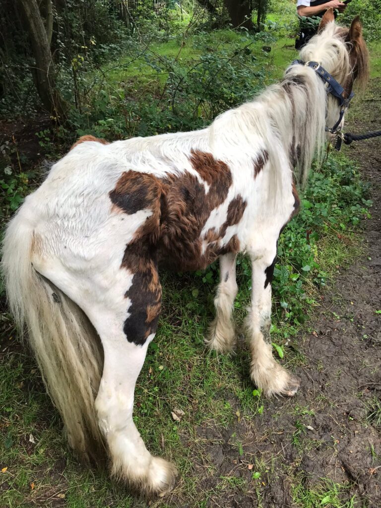 Admission photo of gerald, an extremely emaciated skewbald cob