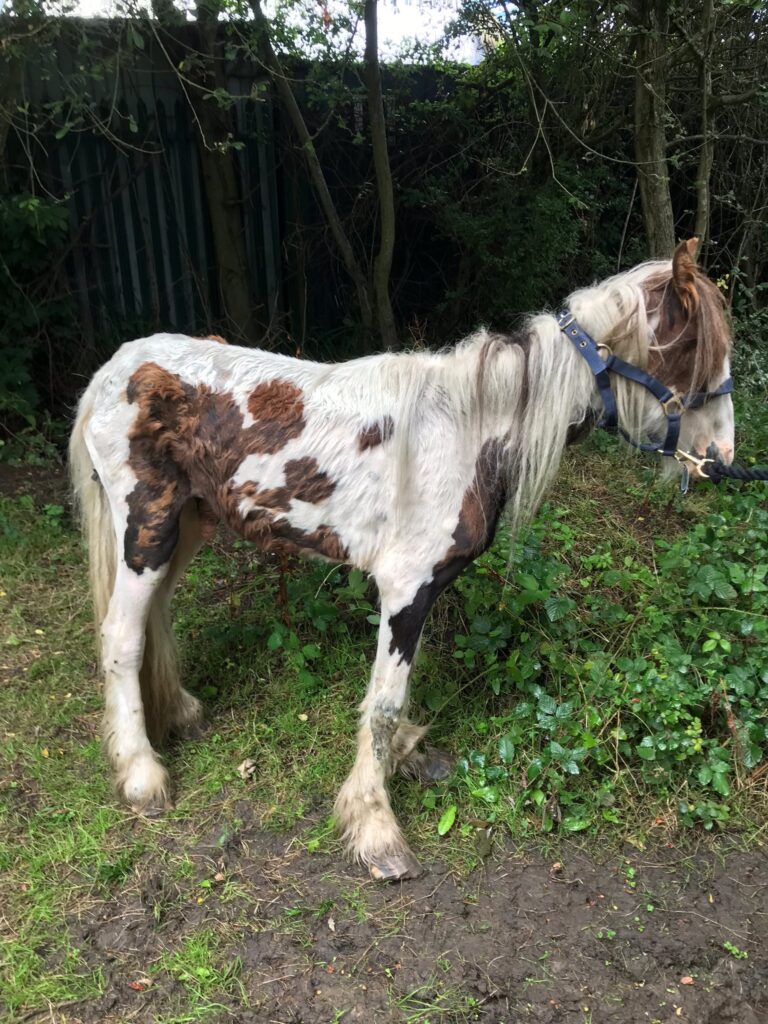 Admission photo of gerald, an extremely emaciated skewbald cob