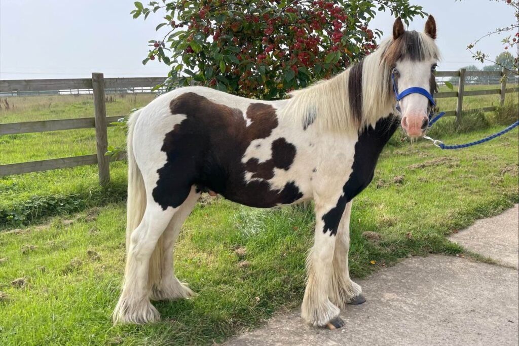 Small skewbald cob stood on a grass verge wearing a blue headcollar