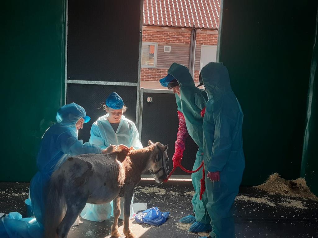 Bert when he first arrived at Bransby Horses