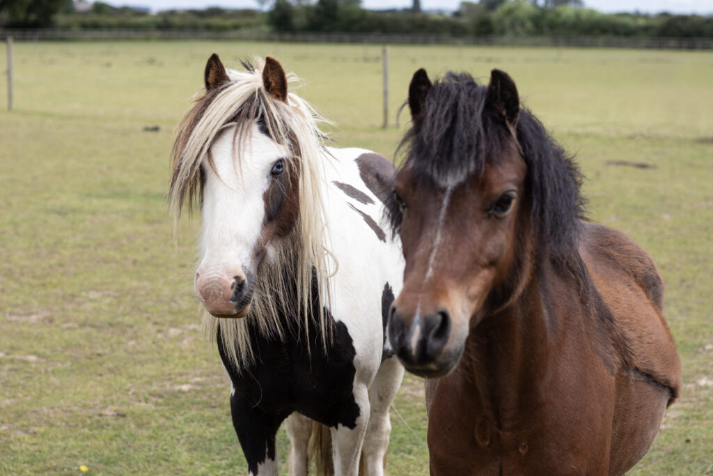 bay pony stood next to a piebald pony in a field