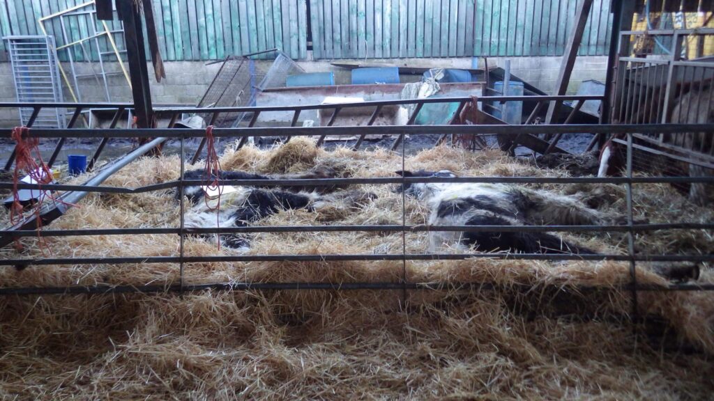 emaciated and abused ponies lying down on a bed of hay, with no energy to stand up