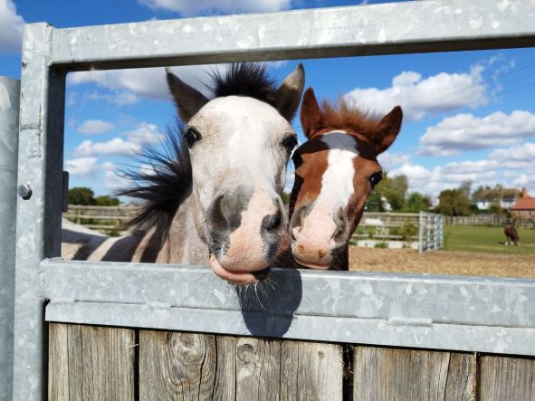 Rusty and Cobalt