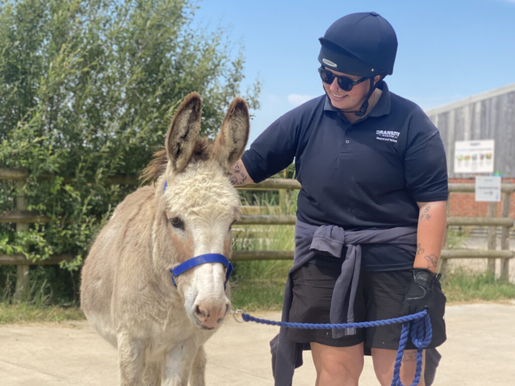 Handler stood stroking a light brown and white donkey