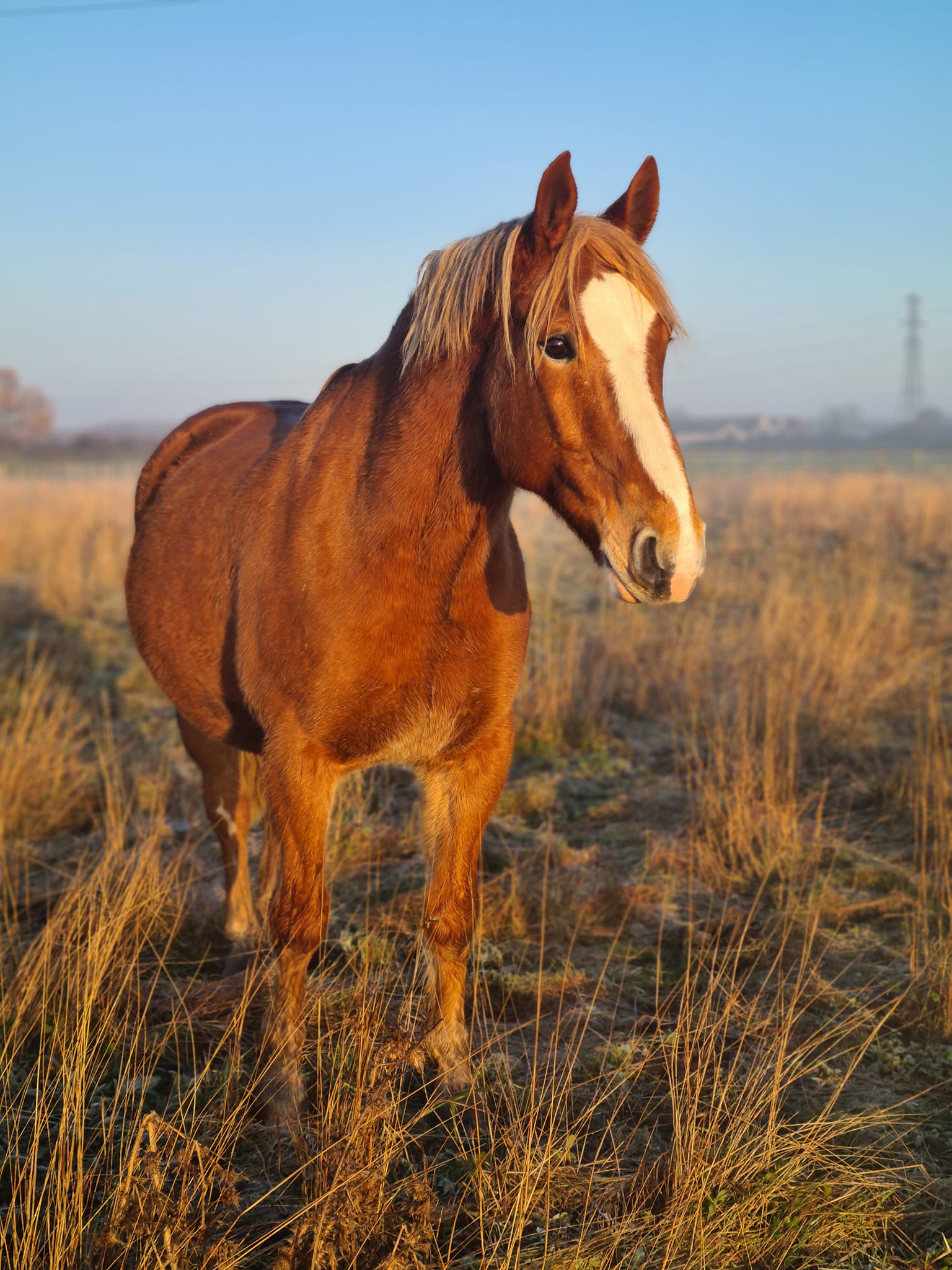 chestnut horse with a while nose stood in a field of long grass