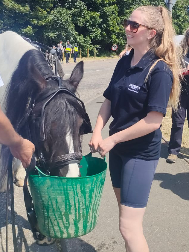Horse has a drink