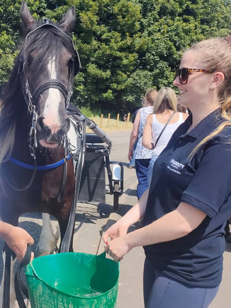 Horse being offered water at appleby horse fair