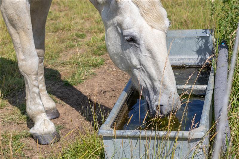 Horse drinking