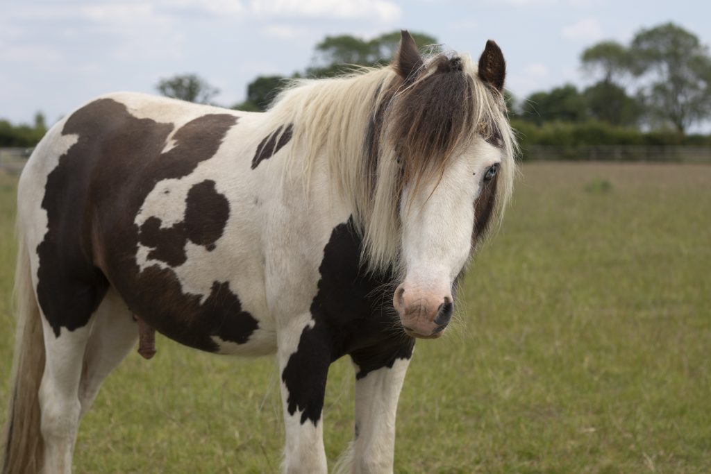 small skewbald cob stood in a field looking at the camera