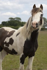 Gerald stood in a field and looking at the camera