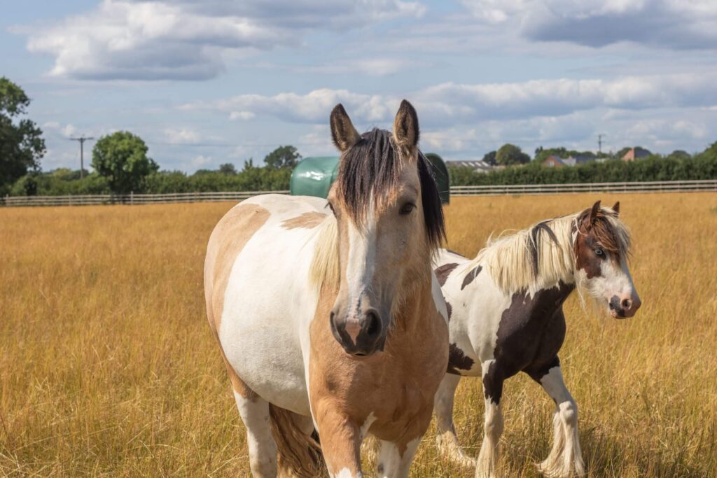 white and tan horse with a small skewbald cob stood behind, walking through a field of long grass