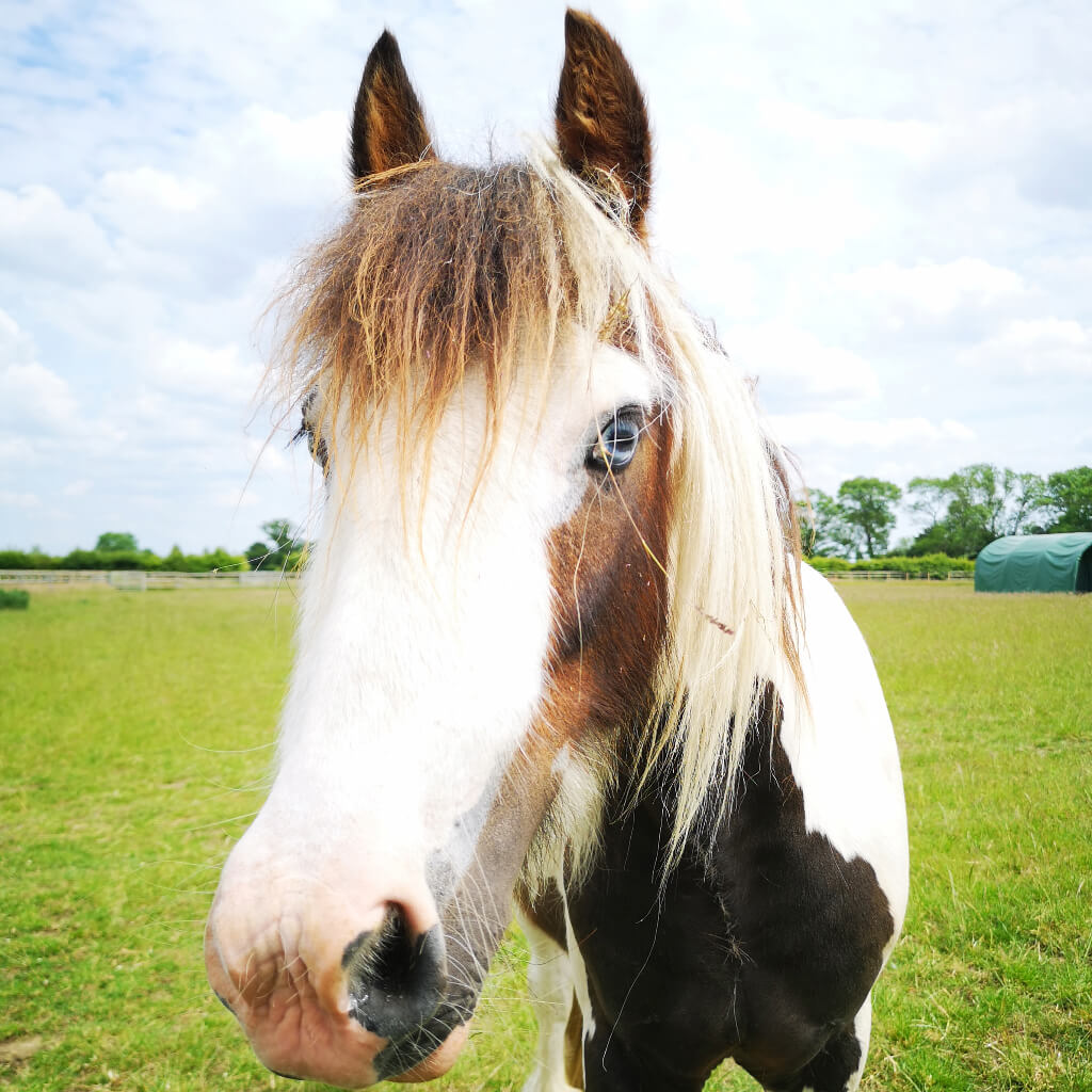 Gerald stood in a field and looking at the camera
