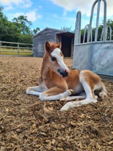 young chestnut foal lying down on a wood chip pad