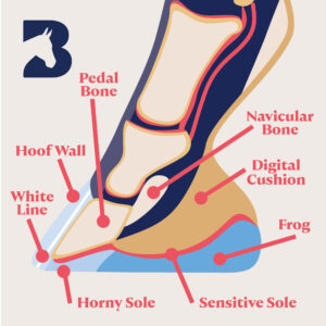 diagram showing the parts of an equine's hoof