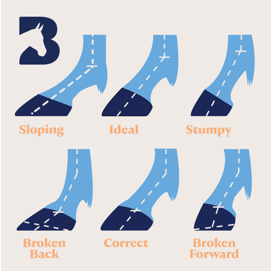 diagram showing the various types of hoof
