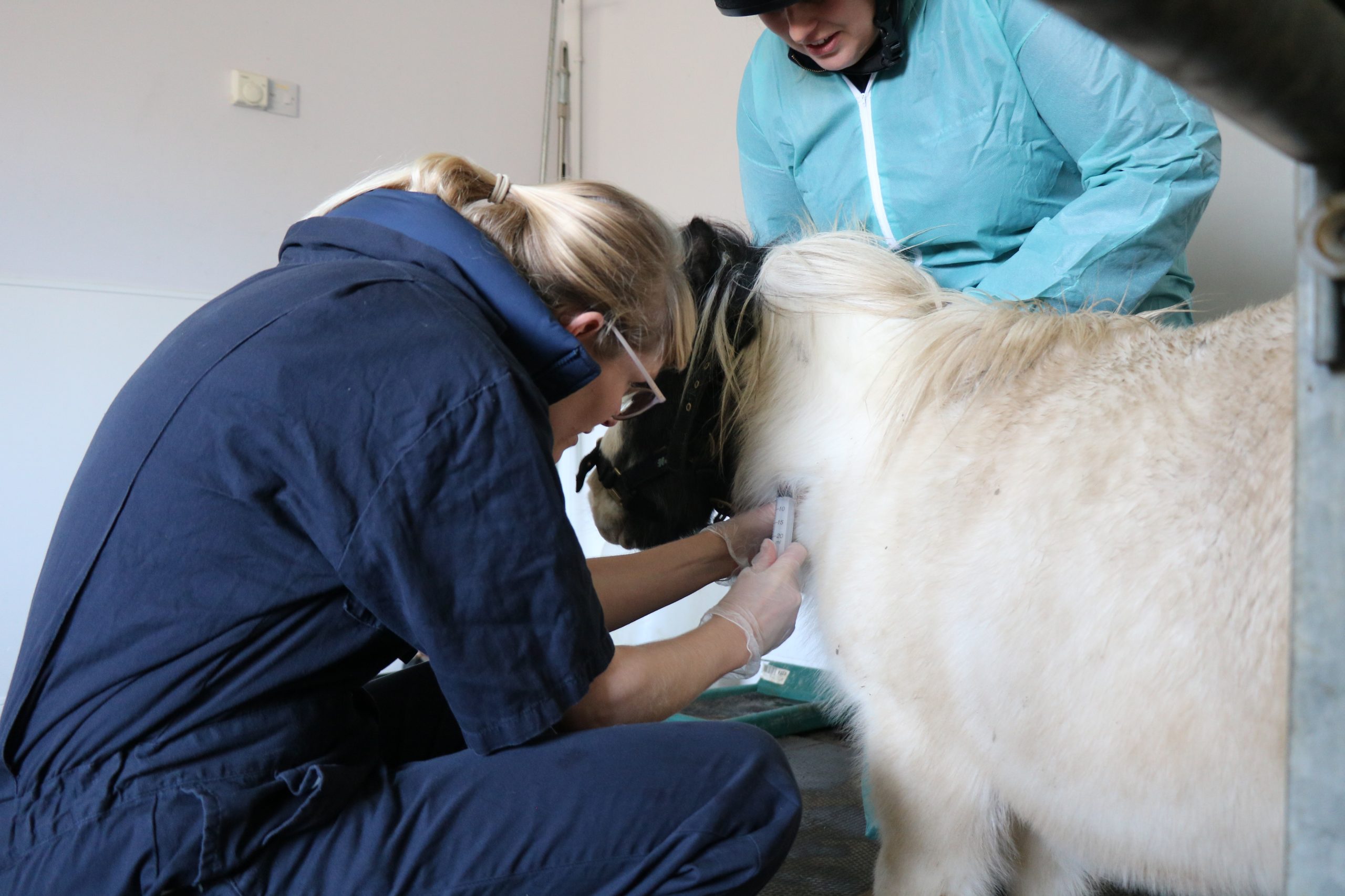 vet injecting a small black and white pony whos being held by another member of staff