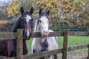 Pair of horse stood with their heads over the fence, autumnal image