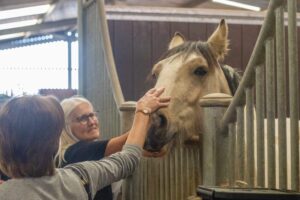 visitor stroking the nose of a tan and white horse in a stable