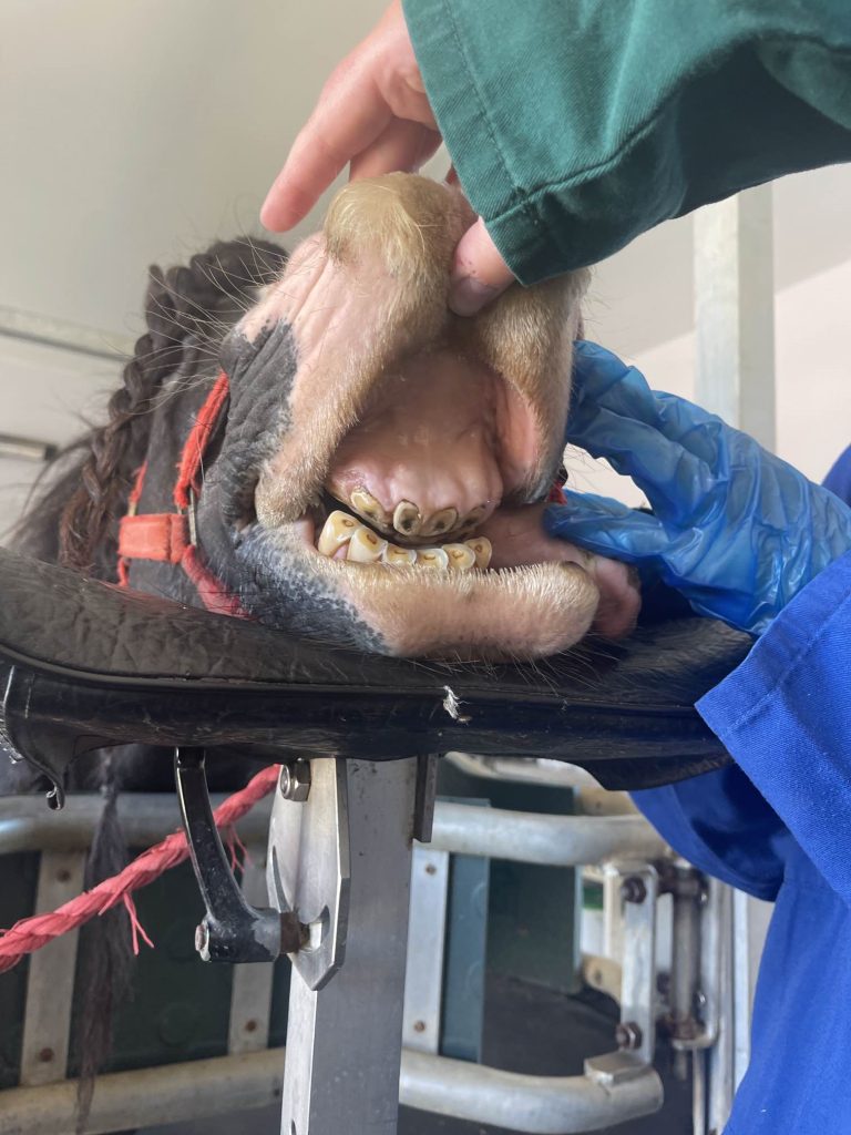 teeth