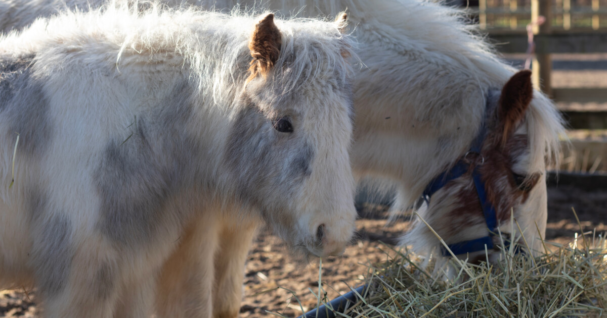 grey welsh mare and foal eating hay