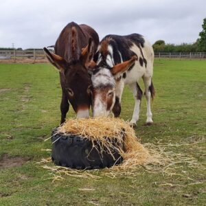 two donkeys eating straw out of a tyre in a field