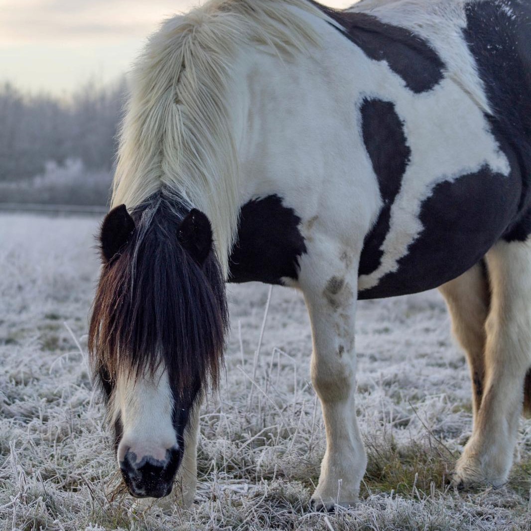 black and white cob grazing in a frosty field