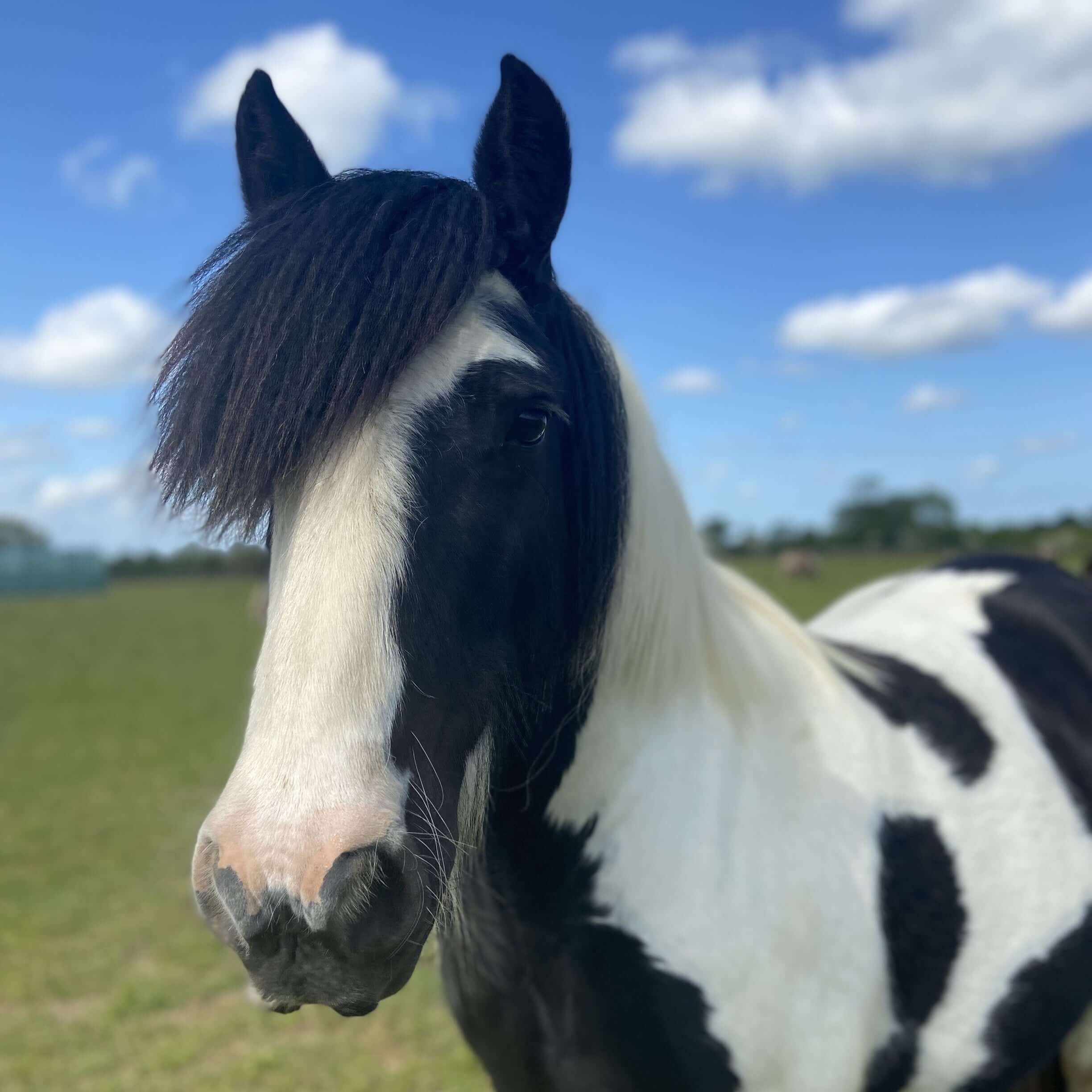 black and white cob stood in a field looking at the camera