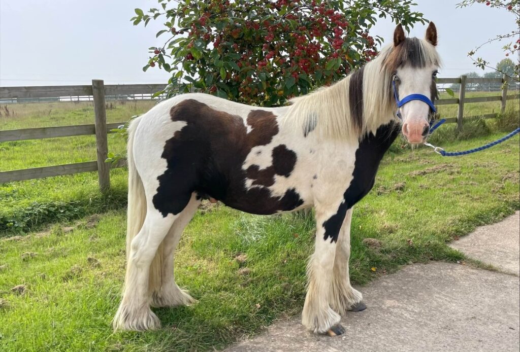 small piebald cob wearing a blue headcollar and stood on a path