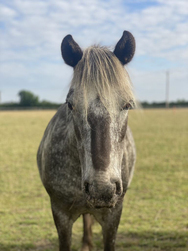 face on shot of grey dappled pony with forelock party covering eyes
