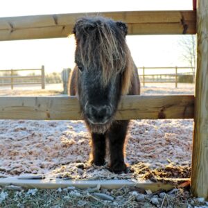 fluffy shetland pony stood in a frosty field with head peeking through the fence posts