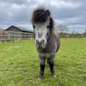 grey miniature shetland pony stood facing the camera