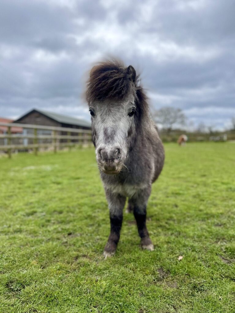 grey miniature shetland pony stood facing the camera