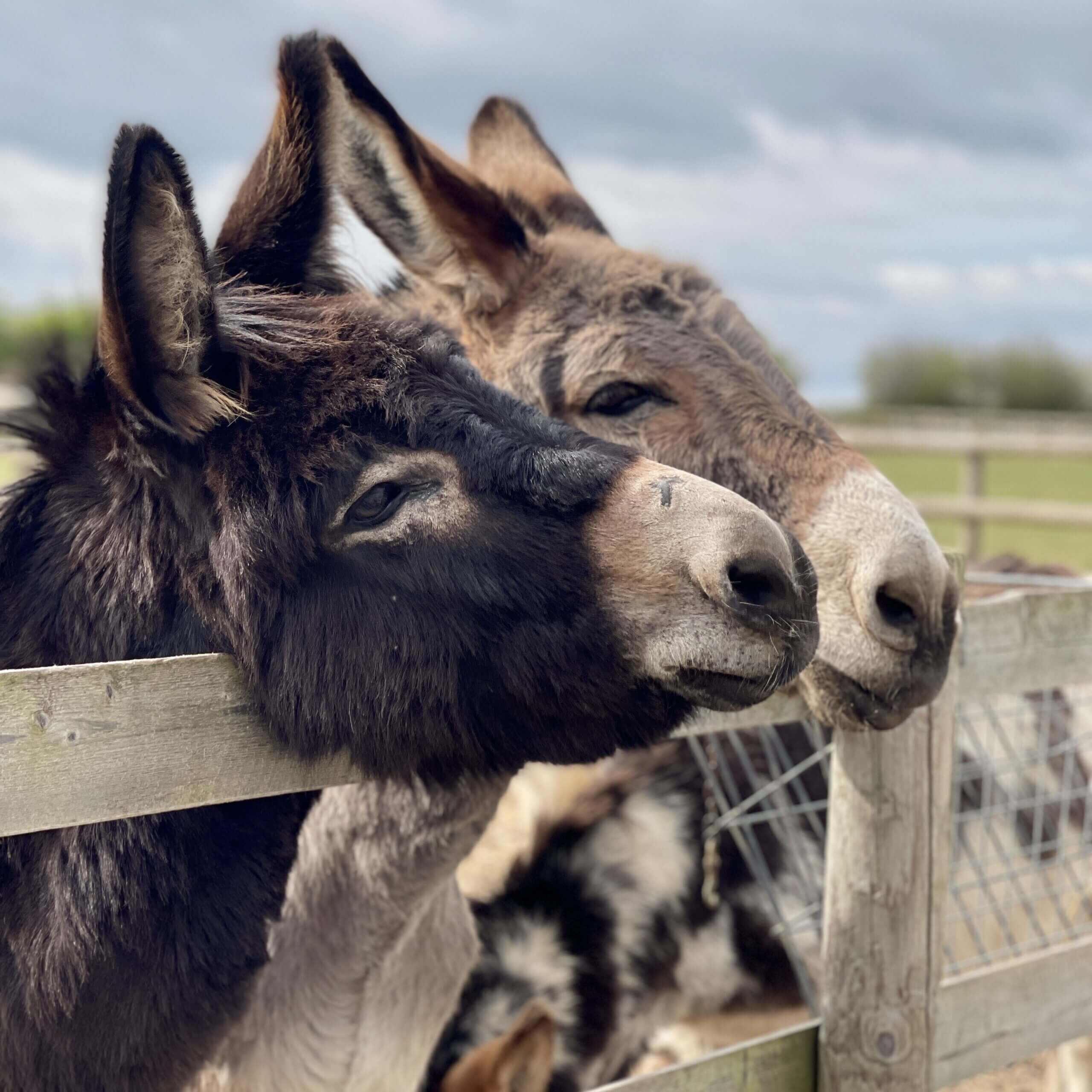 two donkeys with their heads resting on the fence looking off into the distance